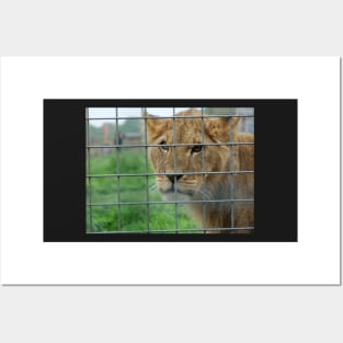 Lioness stare from inside enclosure zoo Posters and Art